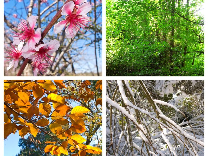 Four different season